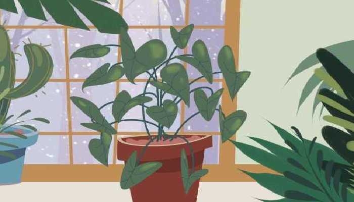 为什么说绿萝是鬼花