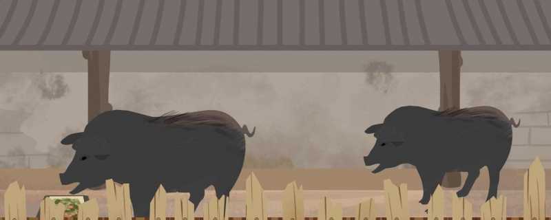 猪的三腺位于哪个部位猪的三腺分别在什么地方(猪的三腺位置示意图)