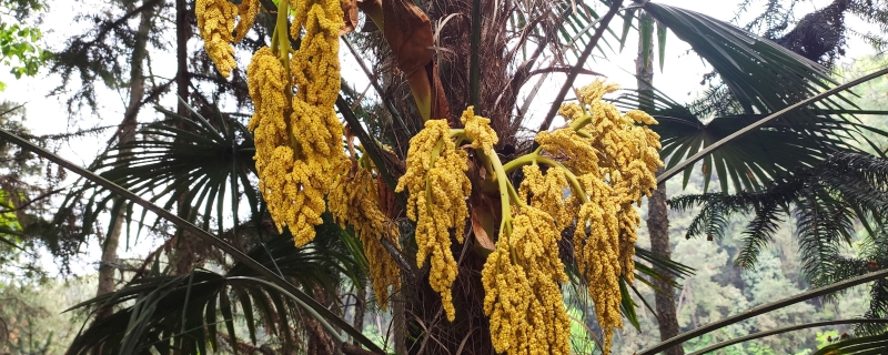 产油量最高的植物是什么产油量最高的植物有哪些(产油率高的植物)