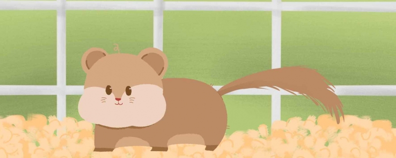 怎么确定仓鼠吃饱了仓鼠为什么一直吃也不会撑死(如何确定仓鼠吃饱了)