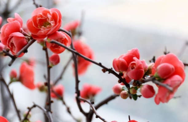 2024年腊月是阳历几月份2024年腊月是12月还是一月(2024年腊月初四)