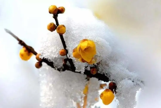 2024年腊月十八是黄道吉日吗2024年腊月十八是好日子吗(2022年腊月十四)