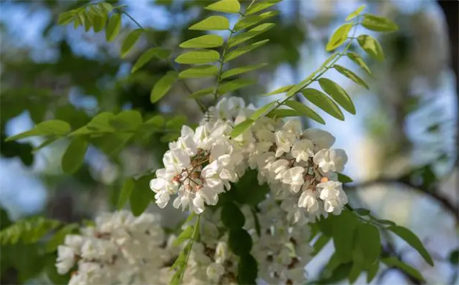 ​槐花几月开槐花季节是几月份啊
