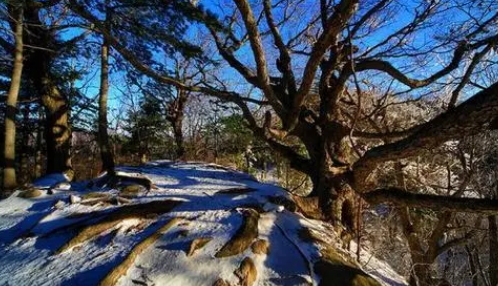 2024年河南1月份冷还是2月份冷河南几月到几月冷最冷(河南几月份天气最冷)