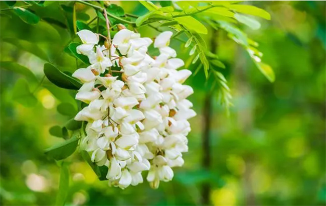 ​槐花几月开槐花季节是几月份啊