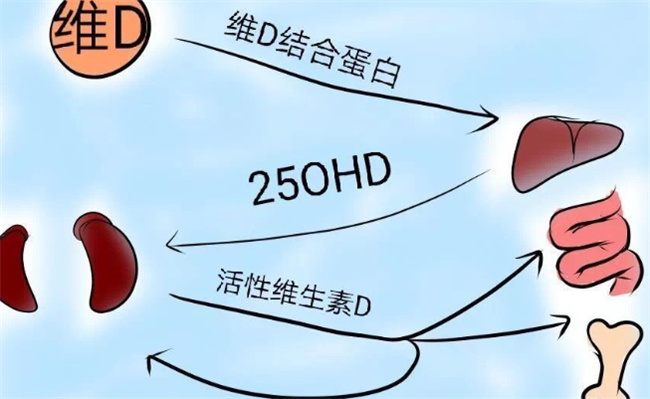 维生素d.ad.d3的区别