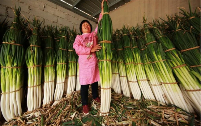 中国大葱主要产地