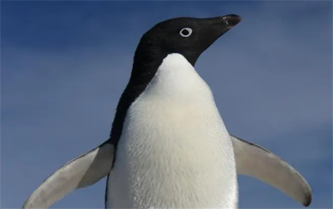 企鹅是鸟类吗企鹅的寿命是几年(企鹅是鸟类吗?理由是什么?)