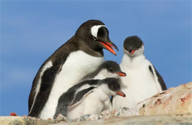 企鹅是鸟类吗?理由是什么?