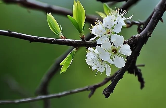 2024春节是什么时候几月几日