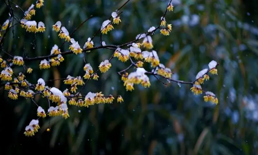 今年倒春寒在几号2024温度下降多少度为倒春寒(今年算倒春寒吗)