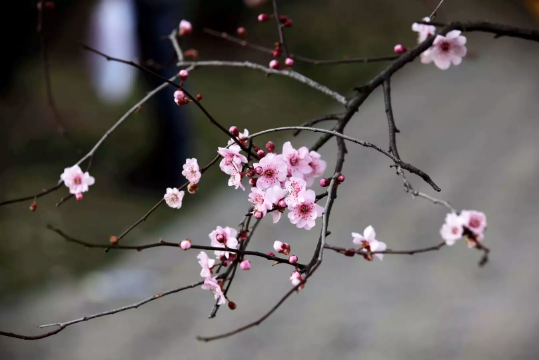 2024年打春是白天还是晚上今年打春在上午还是下午(2024春节是什么时候几月几日)