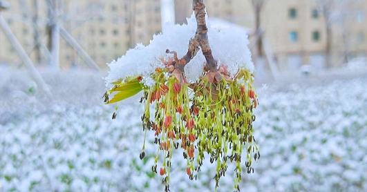 今年算倒春寒吗