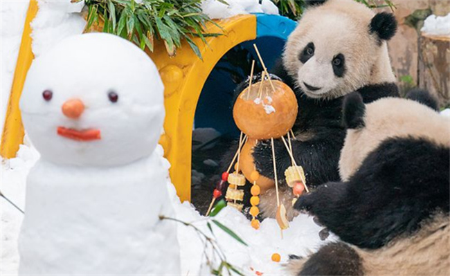 重庆动物园有大熊猫没有