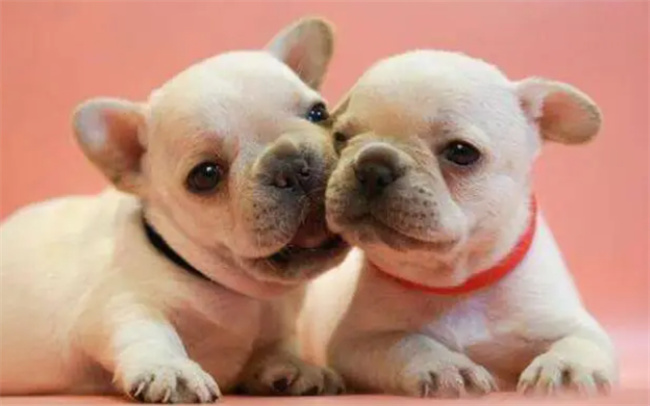 狗狗弓形虫怎么检查出来