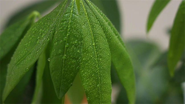 治湿气用什么泡水喝