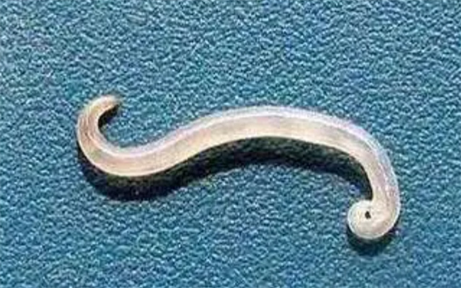 狗狗弓形虫怎么检查出来