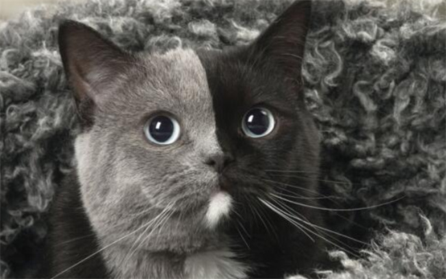 阴阳脸的猫为什么不能养