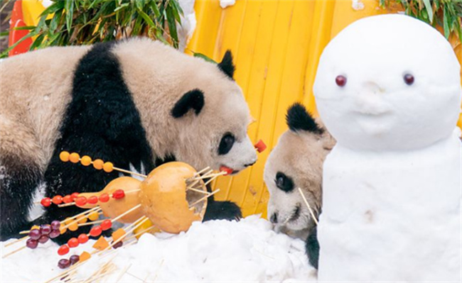 重庆动物园大熊猫雪中撸串迎新年吗(重庆动物园有大熊猫没有)