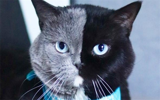 阴阳脸的猫是什么品种家里有阴阳脸的猫好吗(阴阳脸的猫为什么不能养)