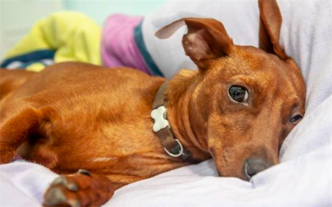 狗狗弓形虫如何传给人怎么判断狗狗有弓形虫(狗狗弓形虫怎么检查出来)