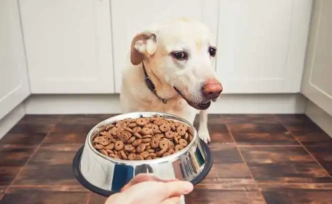 小狗不吃饭怎么办