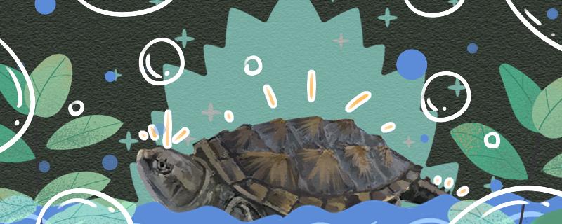 佛鳄龟深水养还是浅水养好水位多高合适(佛鳄龟用什么水养最好)