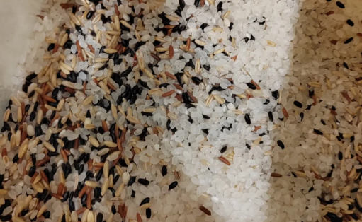 三色糙米是碳水化合物还是高蛋白物?