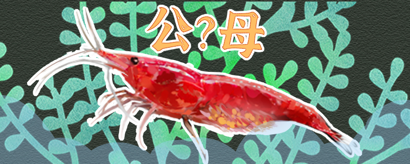 樱花虾怎么分公母公母能一起养吗(樱花虾繁殖周期多少天)