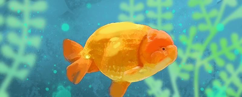 36度天气能热死兰寿鱼吗多少度合适(兰寿鱼最低温度)