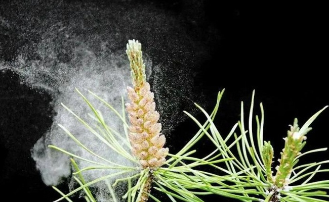 气象条件对花粉浓度有哪些影响花粉季要注意什么(气象条件对药用植物的影响)