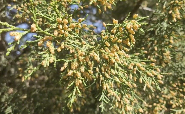 气象条件对药用植物的影响