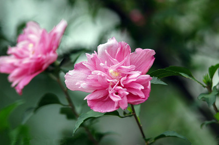 蜀槿花属于木槿吗