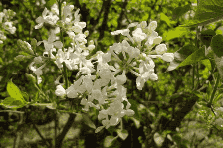 玉丁香什么时候开花