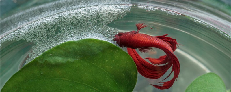 冬天鱼缸换水怎样加热换水要注意什么(冬天鱼缸换水温差大怎么办)