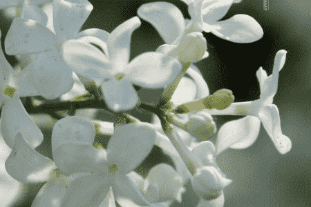 玉丁香什么时候开花