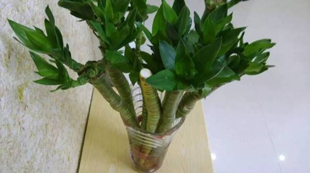 莲花竹开花是什么样子的