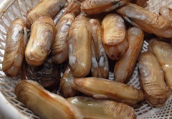 蛏子肚子里白色的豆腐渣能吃吗
