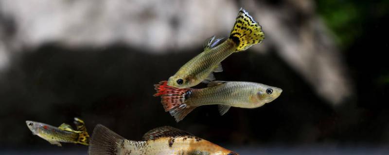 孔雀鱼吃斑马鱼吗可以和斑马鱼混养吗(孔雀鱼和斑马鱼喂什么饲料)