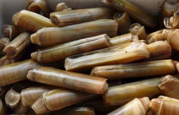 蛏子肚子里有寄生虫吗蛏子肚子里白色豆渣是什么(蛏子肚子里白色的豆腐渣能吃吗)