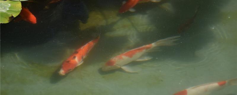 鱼塘的水变浑浊了怎么办-怎么让鱼塘水变清澈(鱼塘水太浑浊怎么办)