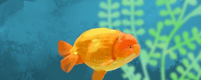 养兰寿用什么过滤最好需要注意什么(养兰寿用什么过滤器)