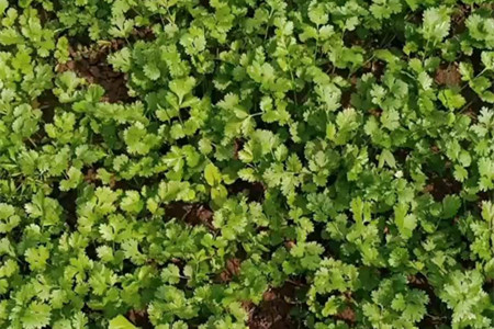 香菜煮水喝有什么用