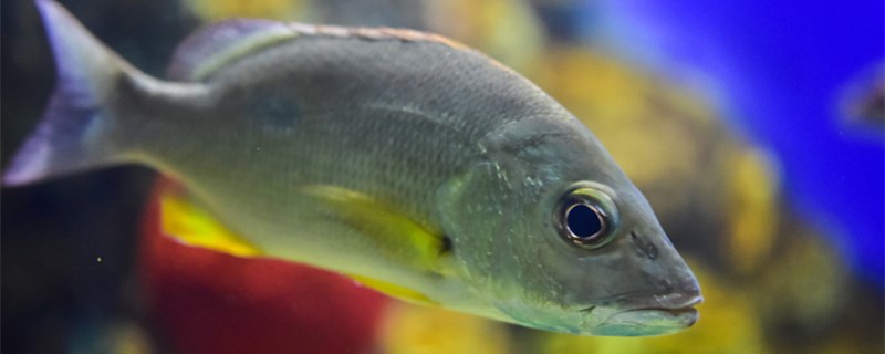 水族箱和鱼缸有什么区别二者有哪些不同(水族箱和鱼缸有什么区别二者有哪些不同的)