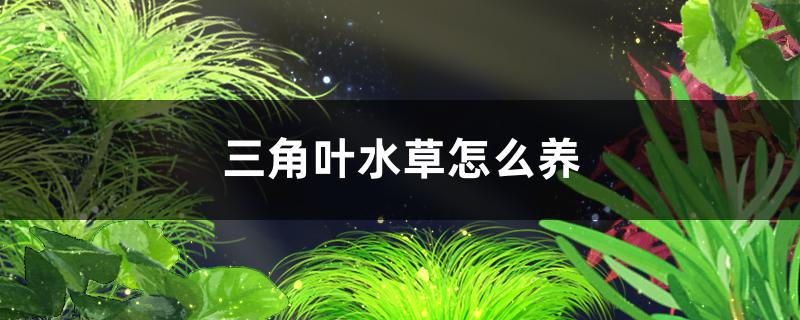 三角叶水草好养吗怎么养(三角叶水草好养吗怎么养的)