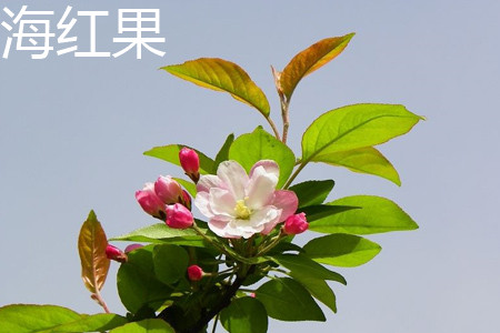 海红子和山楂的区别