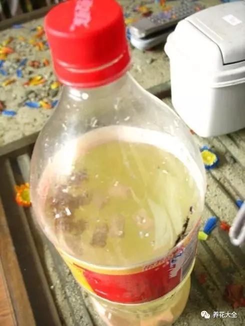 盆里埋滴油5天窜芽20天爆盆怎么回事
