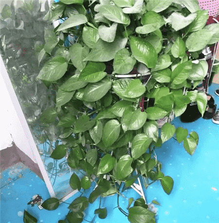 养花经验窍门大全