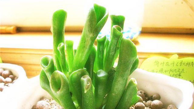 筒叶花月的繁殖方式(筒叶花月怎么扦插)