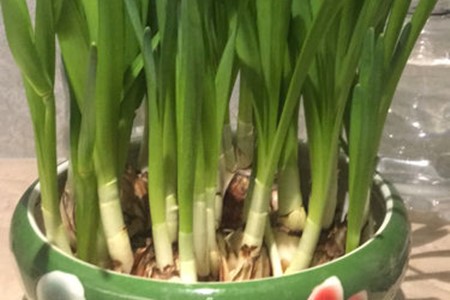 水仙花球茎怎么种植方法